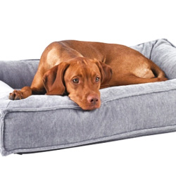 dog laying in dog bed